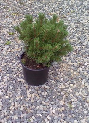 Pinus uncinata 'Nana' - borovice blatka