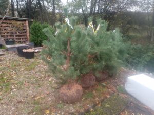 Pinus sylvestris - borovice lesní 