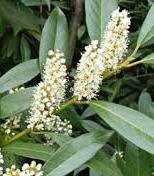 Prunus laurocerasus ´Schipkaensis´ - bobkovišeň lékařská