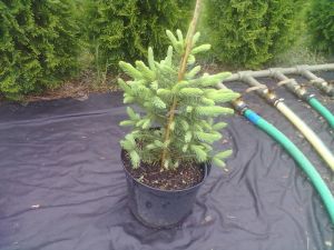 Picea pungens 'Glauca' - smrk pichlavý
